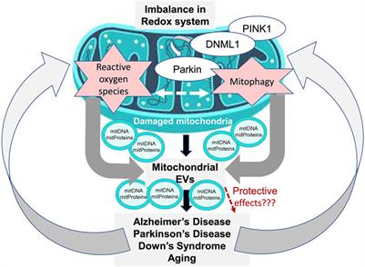 Mitochondrial Extracellular Vesicles in CNS Disorders: New Frontiers in Understanding the Neurological Disorders of the Brain